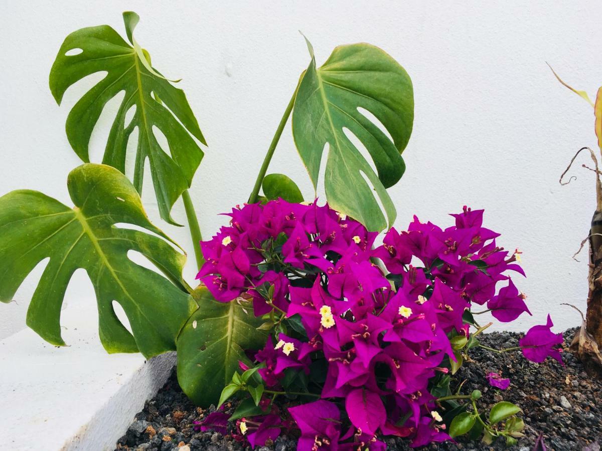 Appartement The Little White House, Flower 9